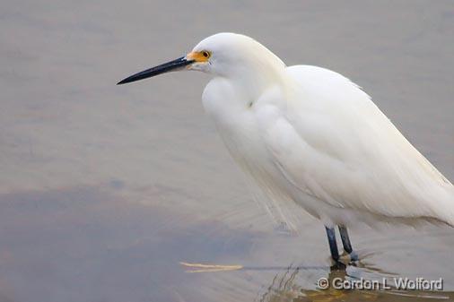 Snowy Egret On The Hunt_31868.jpg - Snowy Egret (Egretta thula) photographed along the Gulf coast near Port Lavaca, Texas, USA.